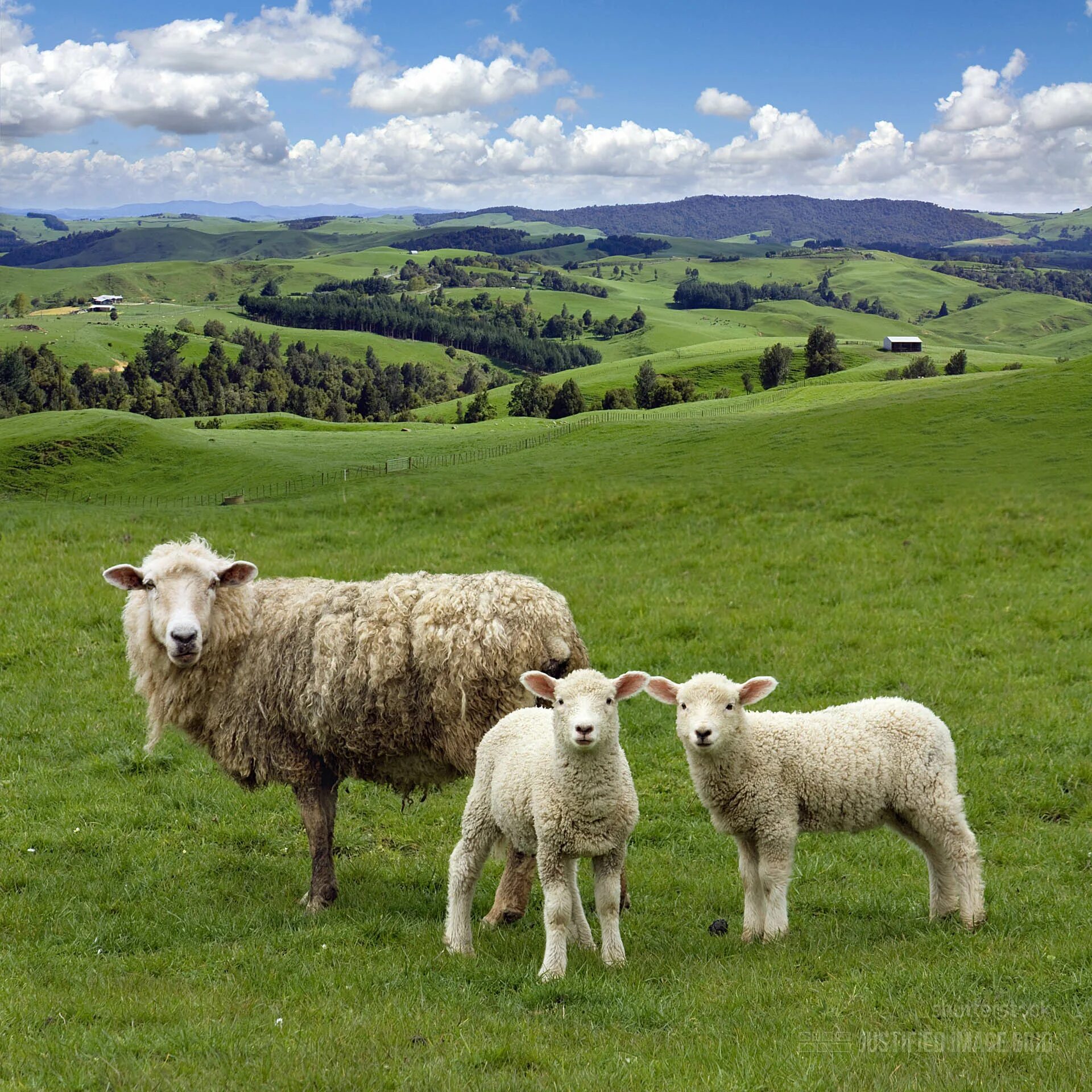 When the sheep