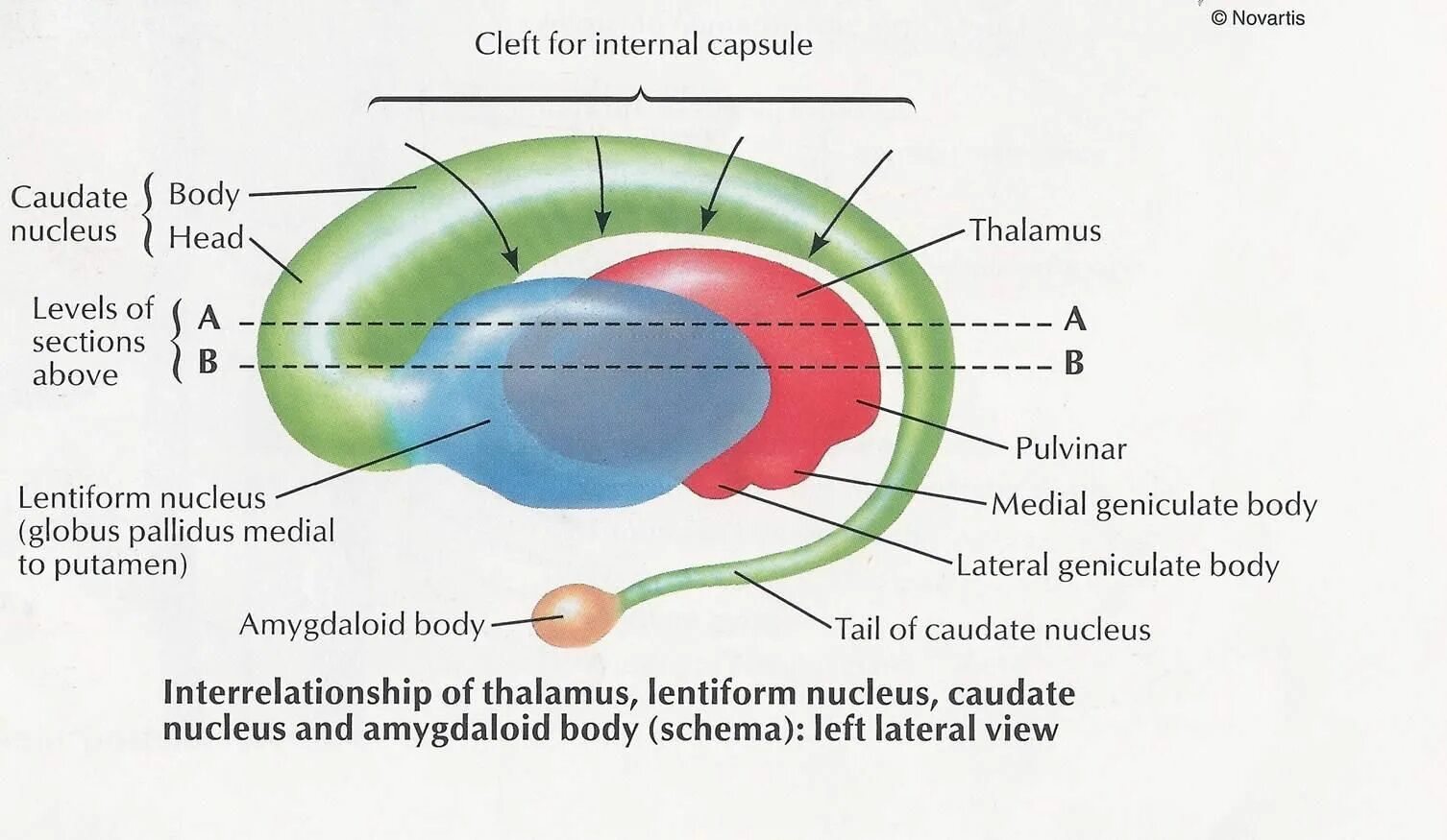 Клеточное ядрышко. Ядро клетки. Nucleus 2024. Nucleus intermediolateralis. Nucleus 2024.