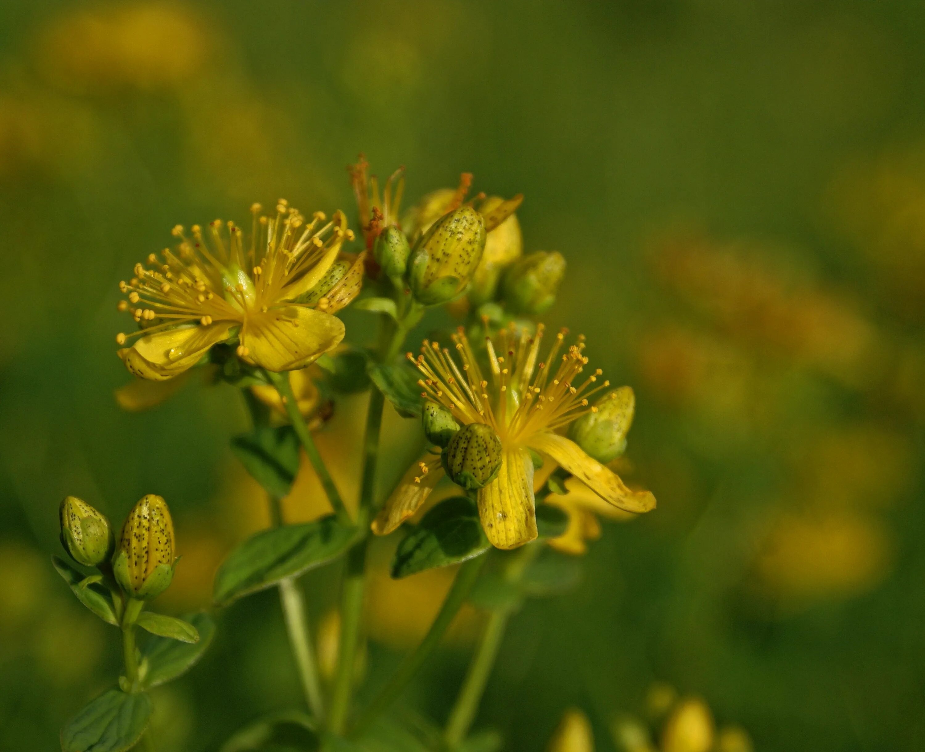 Типа зверобой. Зверобой продырявленный (Hypericum perforatum). Зверобой продырявленный Солнечный Гавриш. Зверобой Кальмана. Вики зверобой.