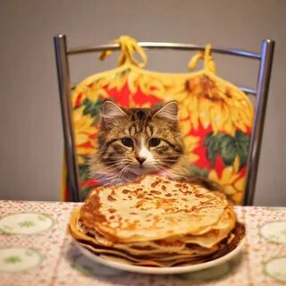 Котики с блинами картинки