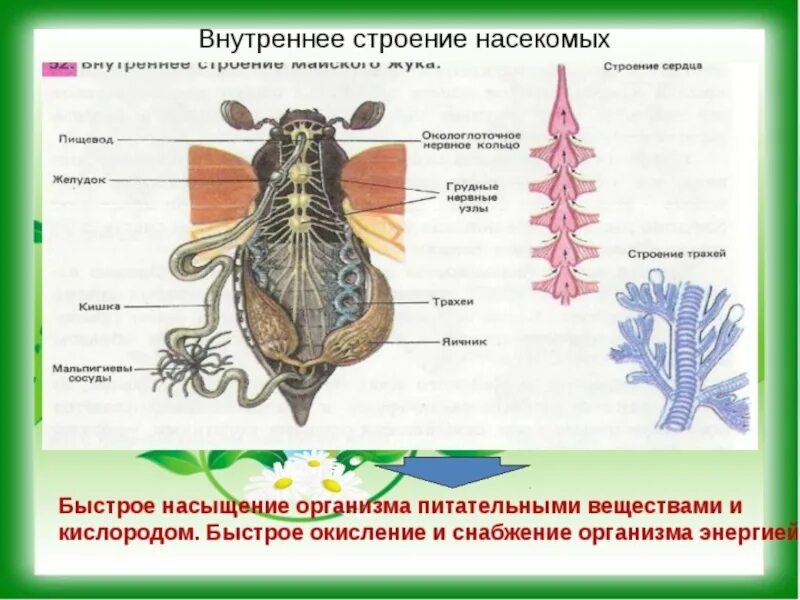 Класс насекомые внутреннее строение. Система органов насекомых 5 класс биология. Выделительная система класса насекомых 7 класс. Система органов насекомых 7 класс биология.