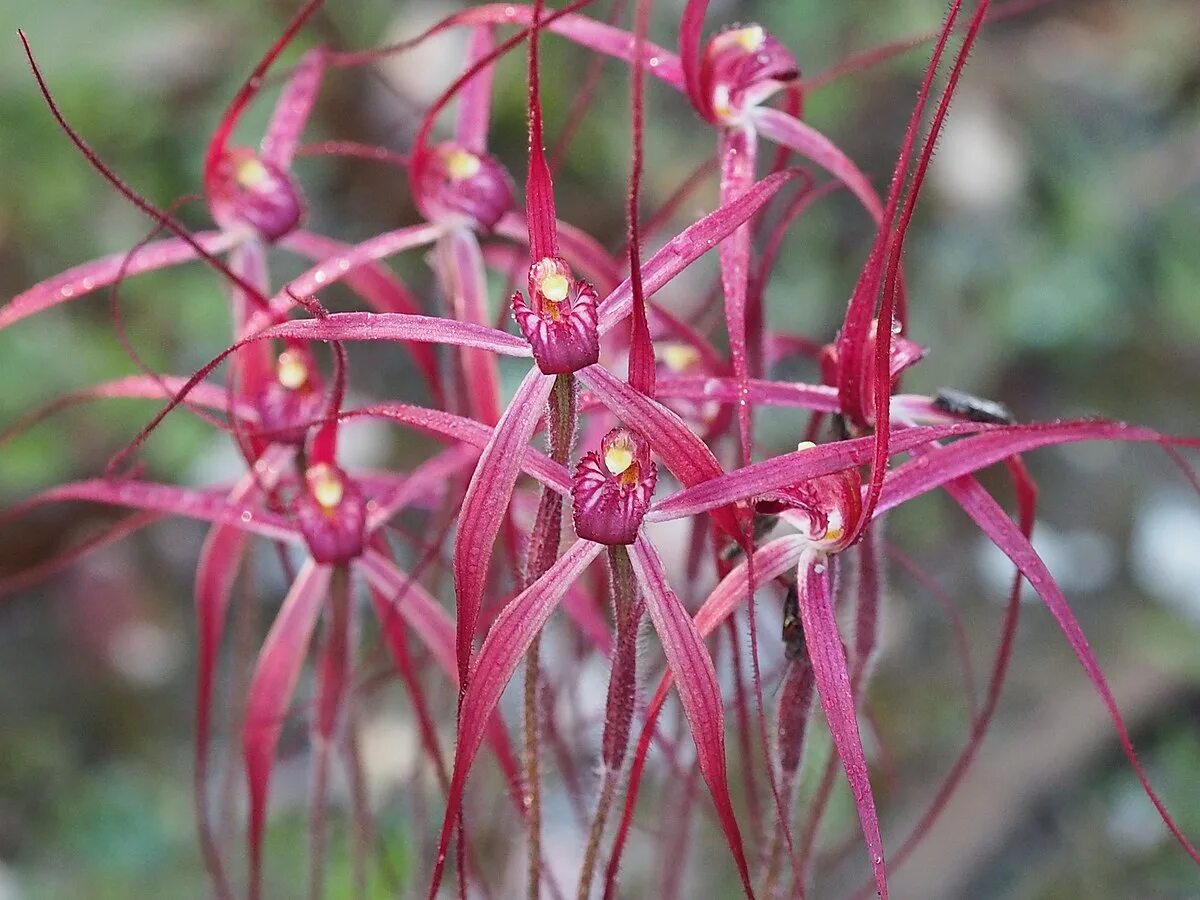 Aprenda a cuidar da orquídea Brassia, clique na foto ---------------------------