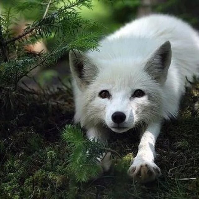 White fox