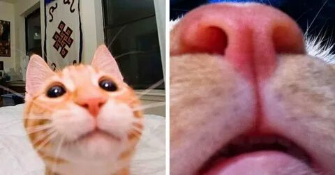 Неправильный кот