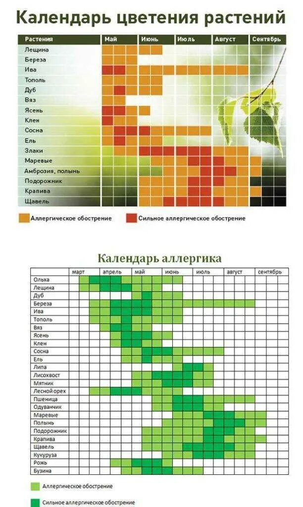 График цветения березы