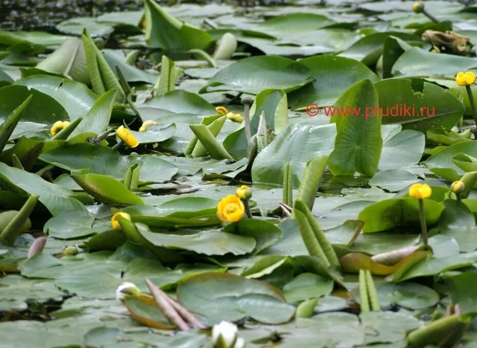 Желтые цветы растут у воды. Кубышка. Желтые цветы на воде. Гидрофиты кубышки малой. Кубышка мвд