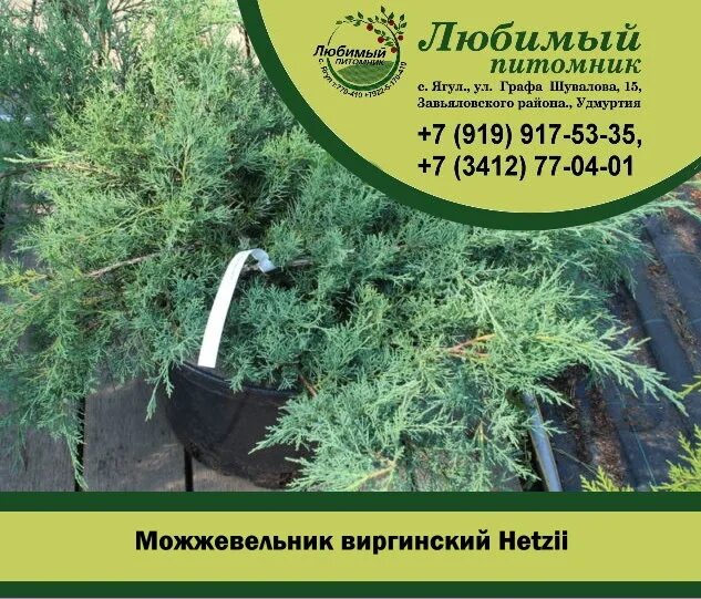 Садовый центр нижний новгород. Питомник прайс. Каталог питомника любимый сад нижний новгород. Ягул питомник любимый каталог. Нижний новгород питомник любимый сад.
