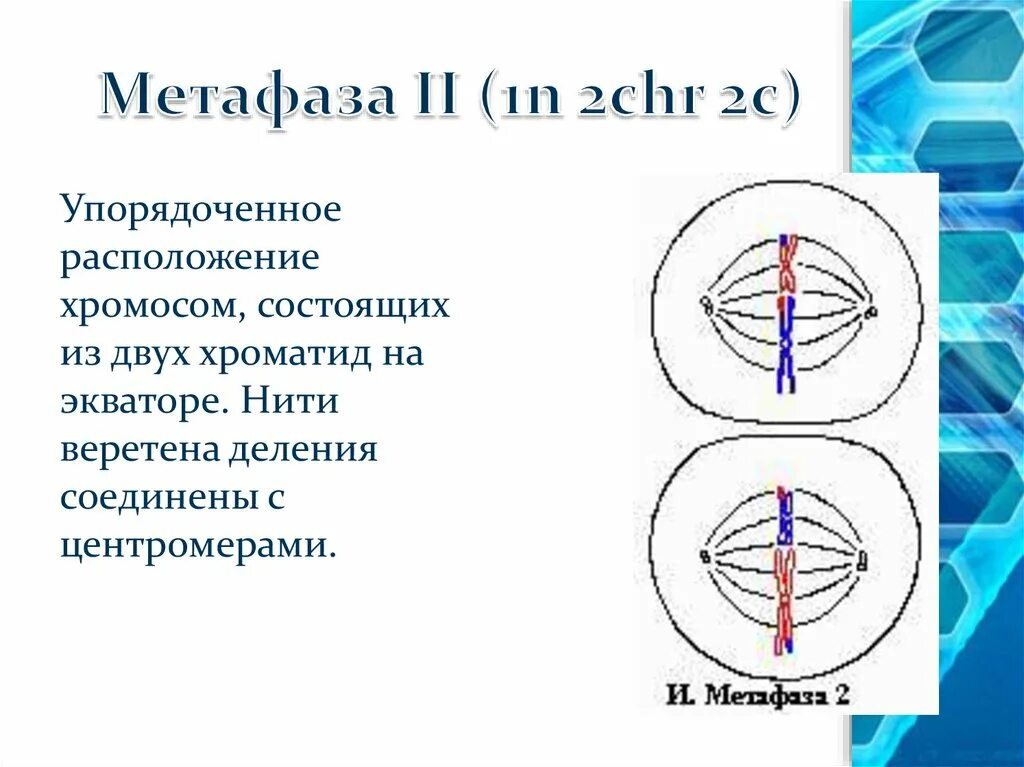 Определи метафазу