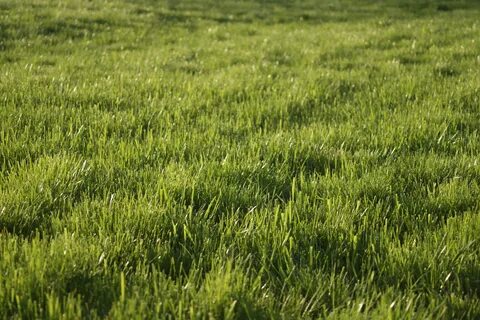 Grass meaning