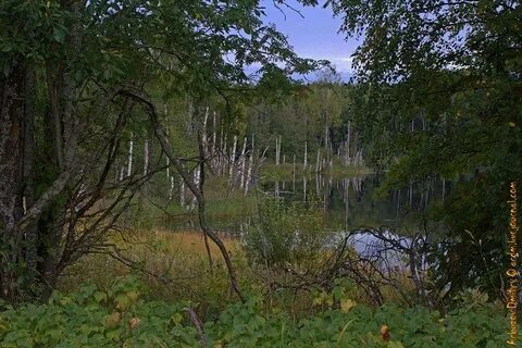 Вологодская область лесной