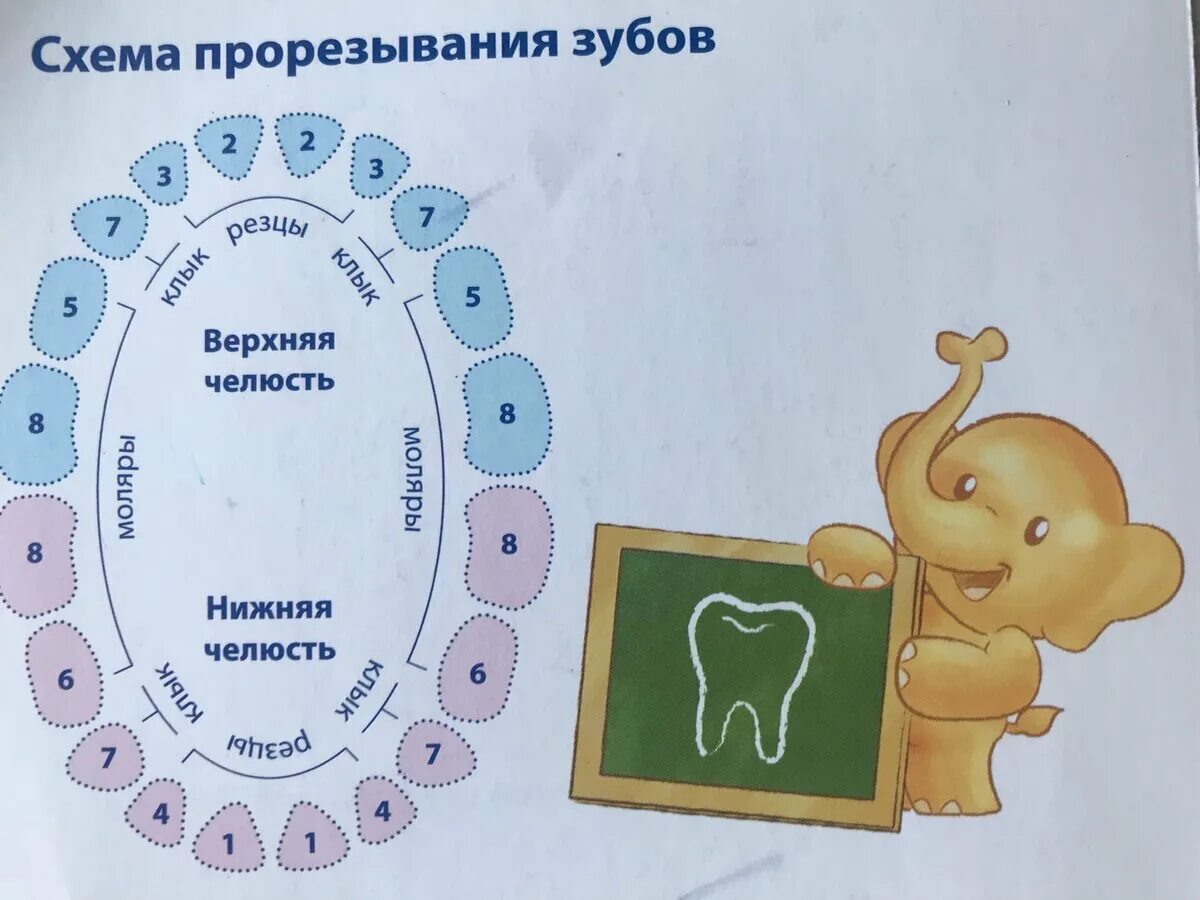Как прорезываются зубы у ребенка порядок. Схема прорезания зубов у малышей. прорезывание молочных зубов. очередность прорезания зубов у ребенка.