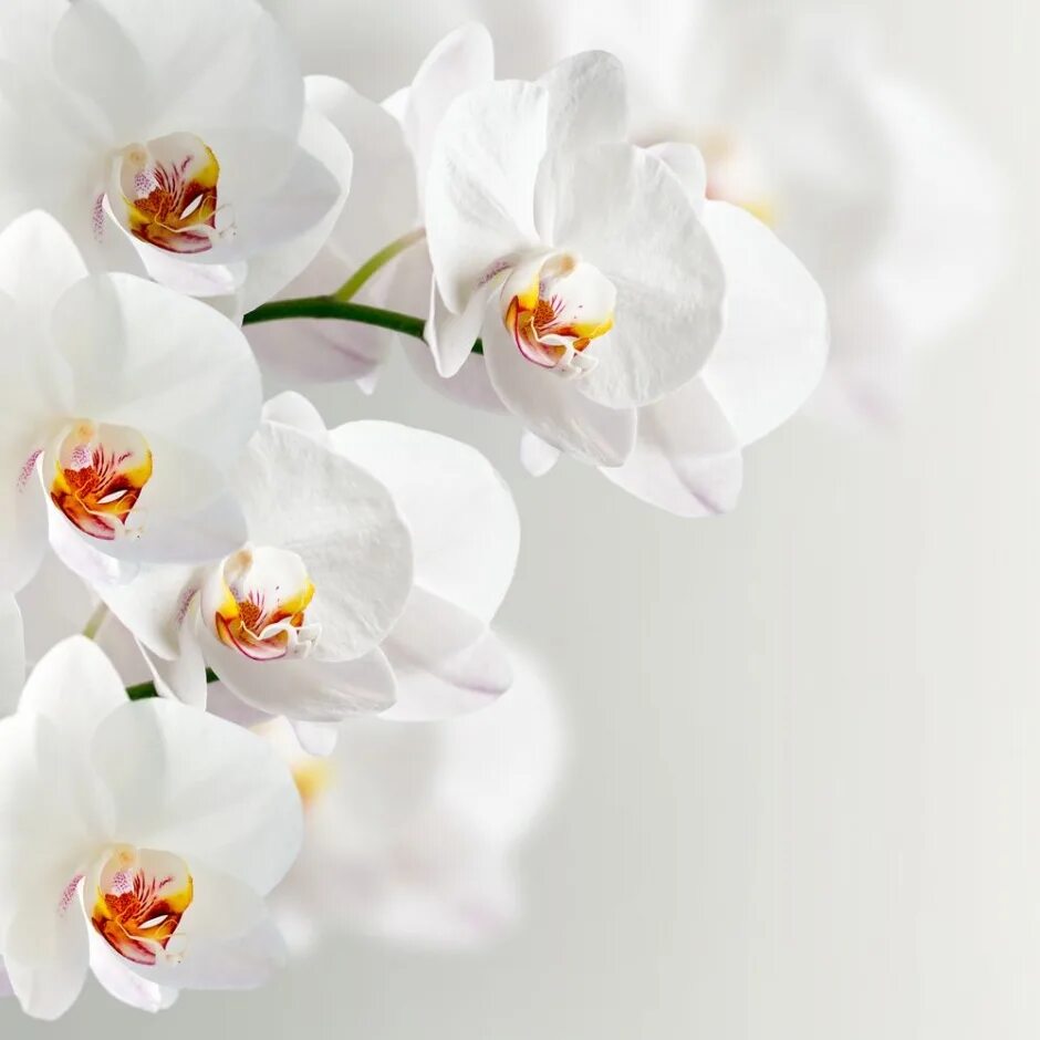 Шаттерсток цветы орхидеи. Фотопечать белая Орхидея. Белая Орхидея на белом фоне. Орхидея белая с белым.
