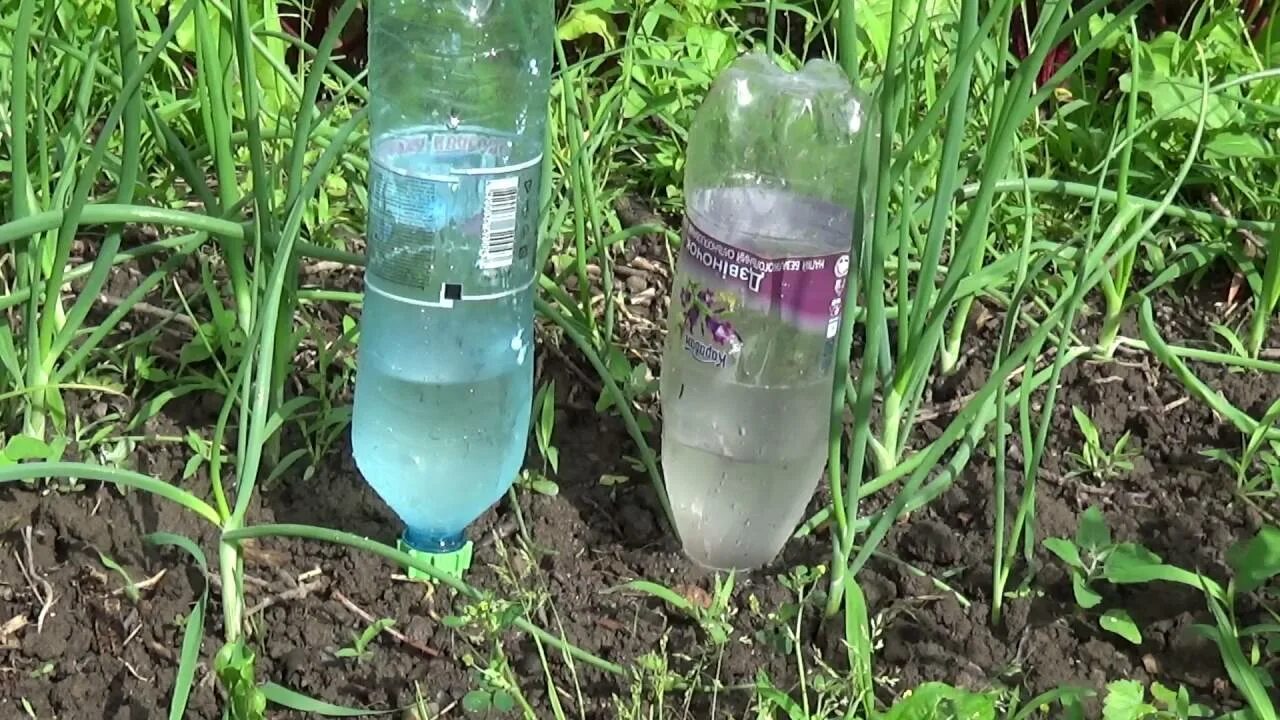 Бутылки для полива в теплице. Капельный полив из баклажек. Полив из бутылок. Капельный полив 5 литровая бутыль. Капельный полив из бутылки.