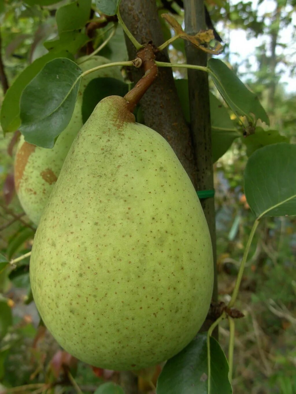груша зимняя отзывы. сорт груши белорусская поздняя. груша колоновидная изумруд. груша сорт шатлык. груша белорусская поздняя.