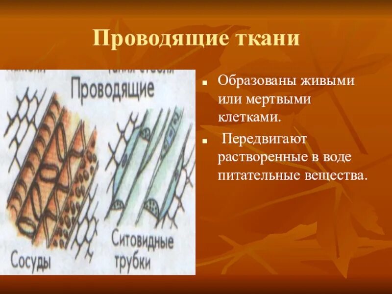 Образована живыми или мертвыми клетками. Какая ткань образована мертвыми клетками. Что это образована живыми или мёртвыми клетками. Ткань образованная мертвыми клетками. Растительная ткань образованная живыми и мертвыми клетками.