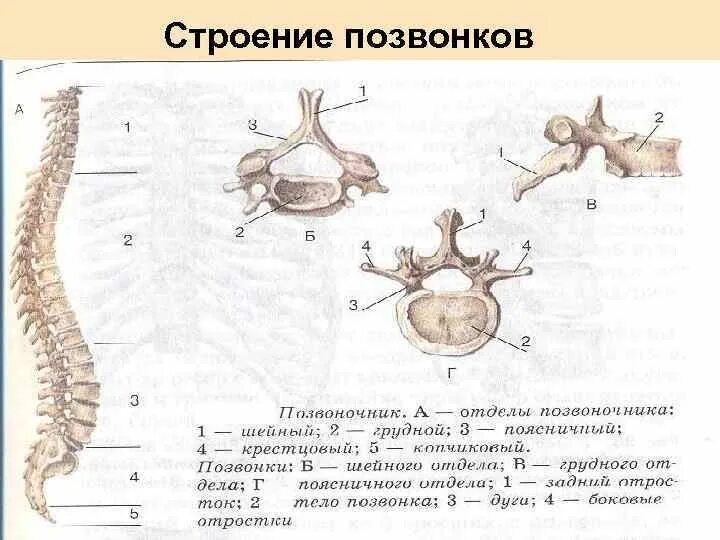 Скелет человека строение позвонка. Схема строения позвонков. Строение позвонка человека схема. Строение грудного позвонка биология 8 класс.