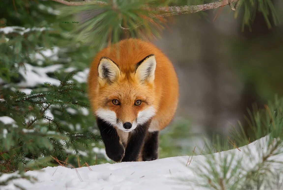 Red foxes работа. Ред фоксес. красная лиса. красная лиса геншин. red fox фото.