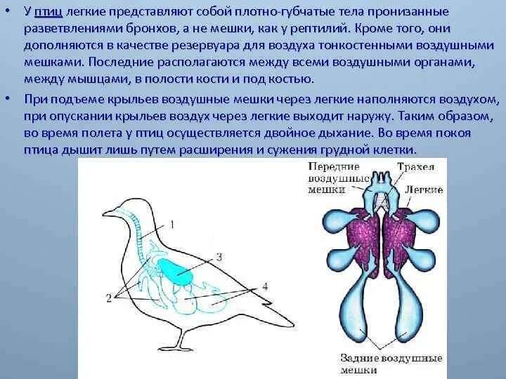 Ячеистые легкие особенности