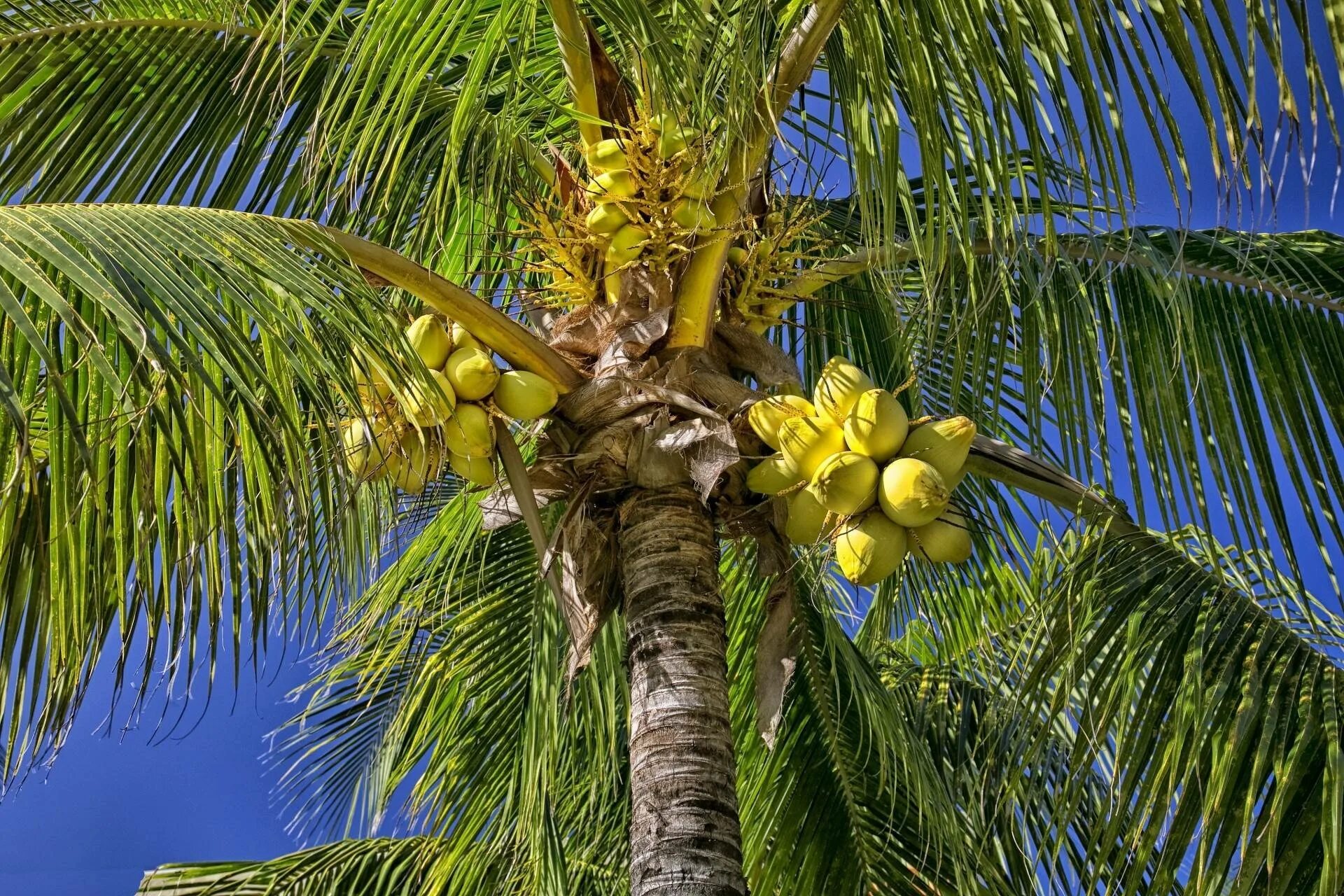 Кокосовая Пальма (Cocos nucifera). Ротанговая Пальма Таиланда. Мадагаскарская Пальма (Tahina spectabilis). Маврикиева Пальма.