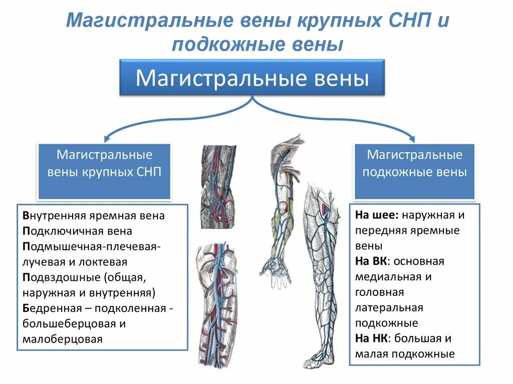 Магистральные вены анатомия анастомозы. Магистральные вены верхней конечности. Венозная система анатомия. Особенности магистральных вен.