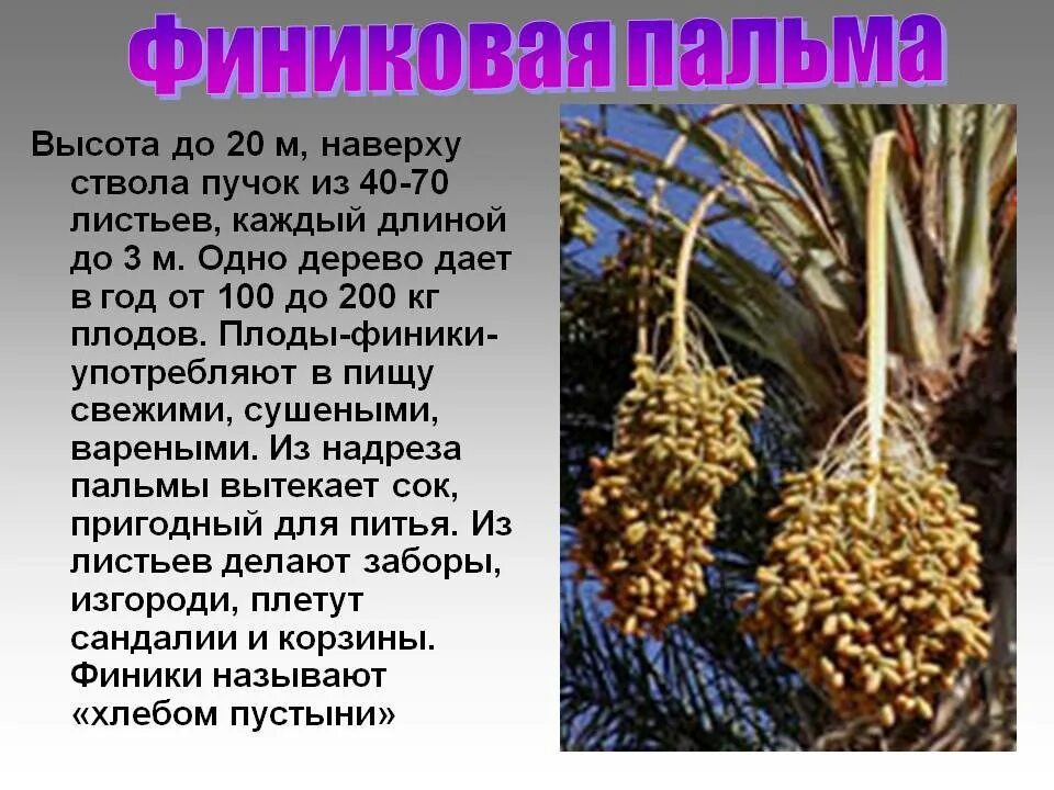 Описание финика. Растения пустыни финиковая пальма. Описание финика. Чем полезны финики. Плоды финиковой пальмы.