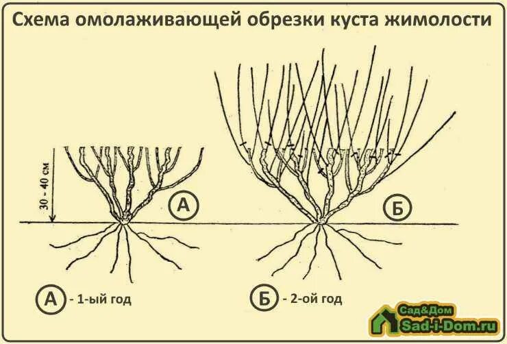 Как обрезать жимолость весной для начинающих. Схема обрезки жимолости осенью. Жимолость схема обрезки куста. Жимолость формировка куста. Обрезка куста жимолости.