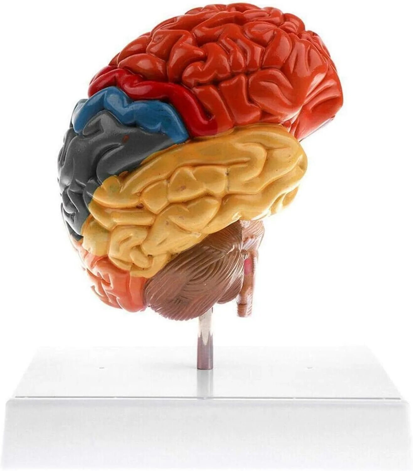 Brain model. Муляж мозга. Макет человеческого мозга. Муляж головного мозга человека. Модель головного мозга.