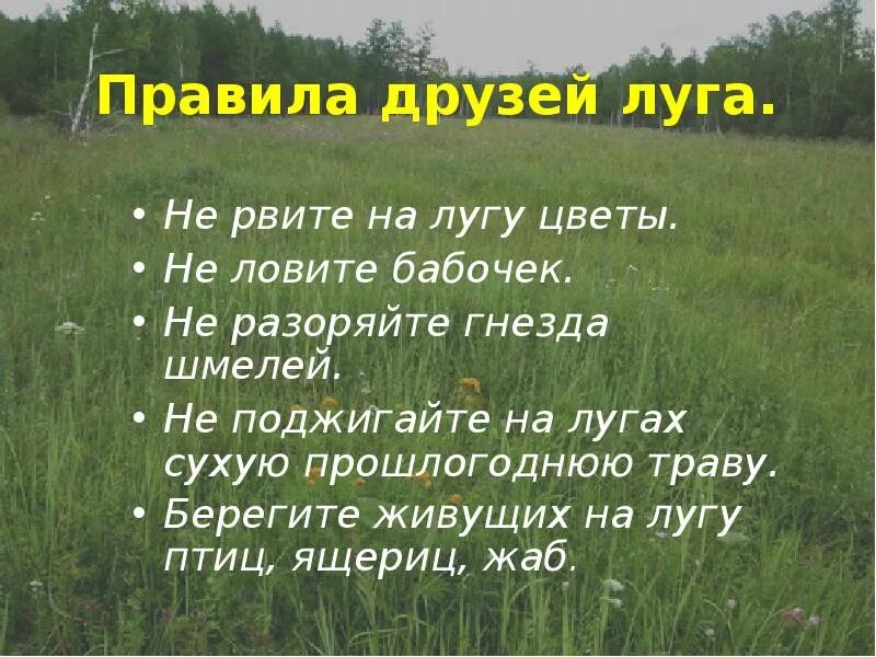 Небольшие сообщества. Жизнь Луга. Презентация на тему луг. Презентация о Луге. Презентация на тему луг природное сообщество.