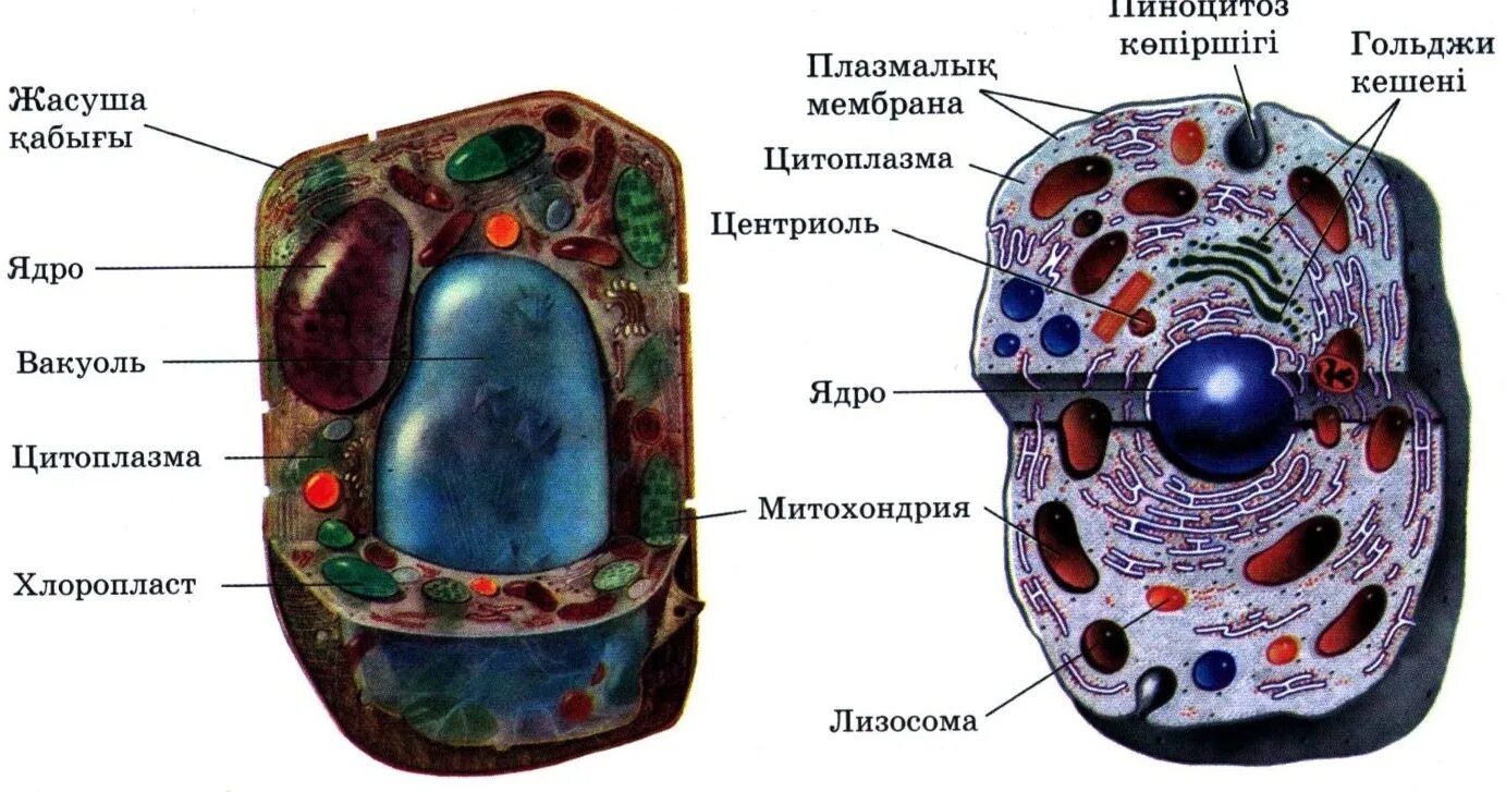 Жасуша. Эукариотические клетки. Жасуша биология. Пиноцитозные вакуоли. Полость в цитоплазме клетки 7