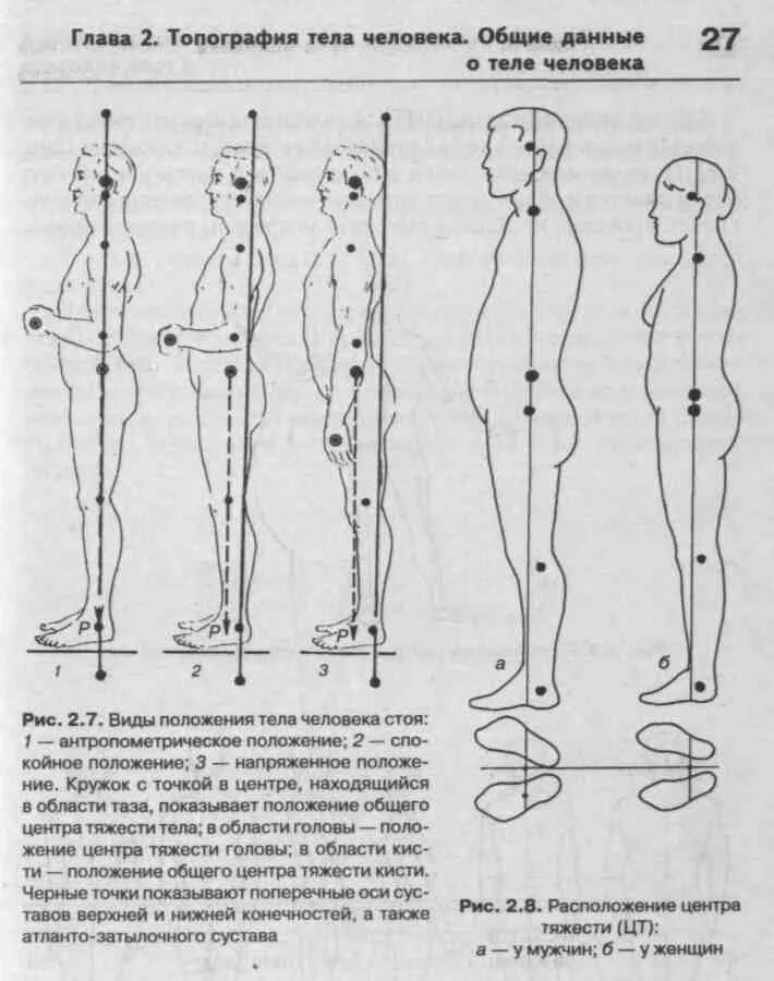 Где расположен центр тяжести тела. Общий центр масс тела человека биомеханика. Центр масс и центр тяжести. Центр тяжести тела человека. Общий центр тяжести тела человека.