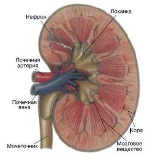 Функция тазовых почек у животных