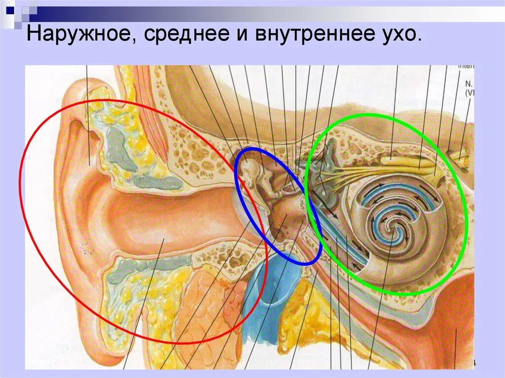 Наружное среднее и внутреннее ухо. Внешнее среднее и внутреннее ухо. Внутреннее ухо и наружное ухо. Наружнее среднее и внутреннее ухо. Отделы наружного среднего и внутреннего уха