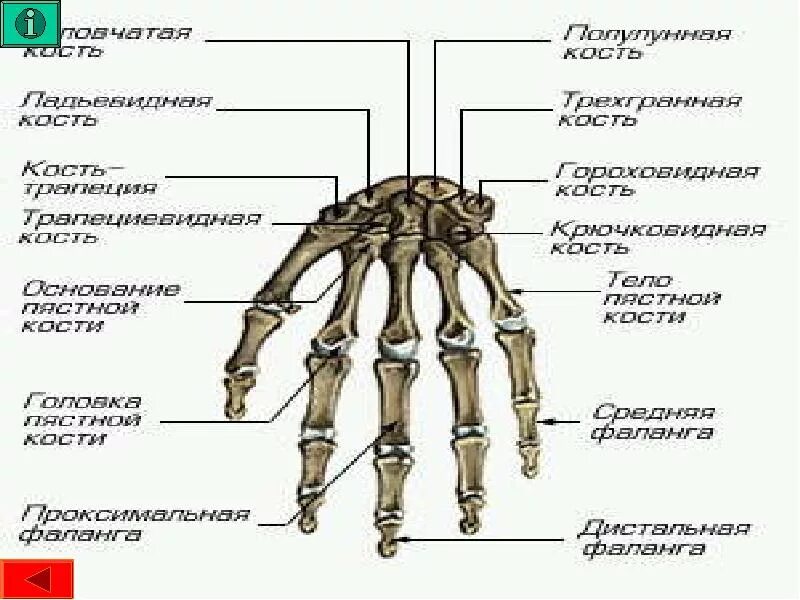 Кисть руки анатомия кости. Кости запястья анатомия человека. Кости запястья анатомия строение. Строение костей кисти руки. Кости в запястье руки