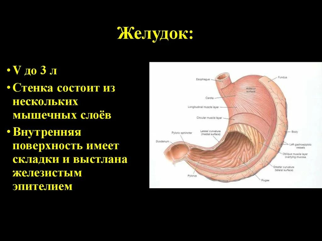 Почему выделяется желудок. Послойное строение желудка. Слизистая оболочка желудка утолщена. Слои мышц стенки желудка.