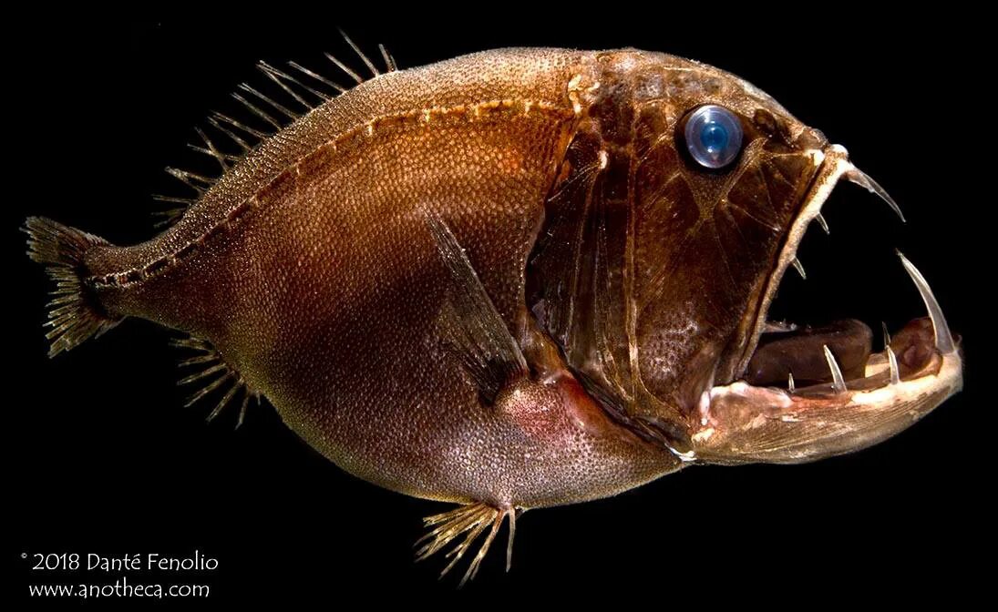 Длиннорогий саблезуб рыба. Атлантический идиакант. Не растение а животное очень древнее глубоководное. Длиннорогий саблезуб (anoplogaster cornuta). Малёк саблезуб рыба.