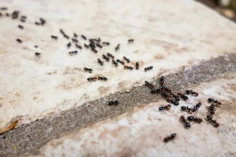 Приполз муравей на берег моря