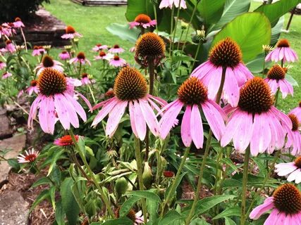 Эхинацея пурпурная echinacea purpurea