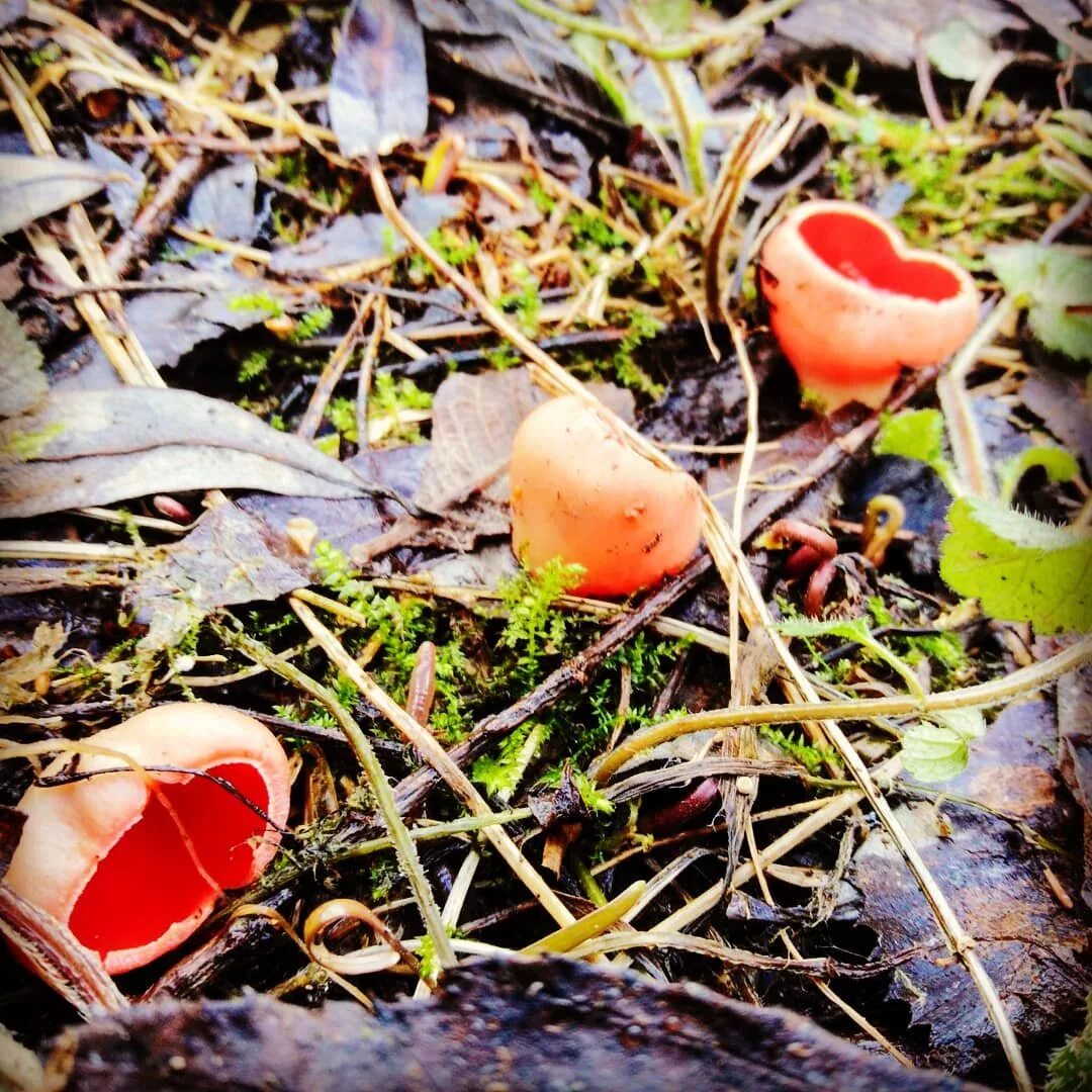 Саркосцифа Австрийская гриб. Весенние грибы саркосцифа Австрийская. Саркосцифа ярко красная съедобная. Саркосцифа Австрийская съедобный гриб.
