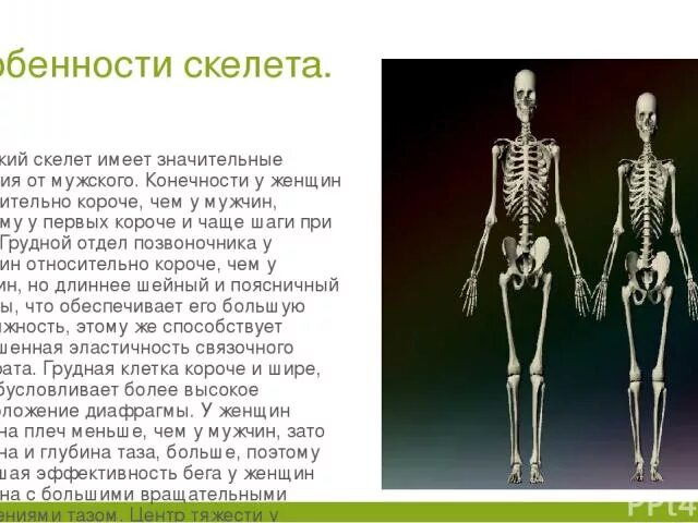 Сходство скелета человека и млекопитающих животных. Различия мужского и женского скелета. Строение шимпанзе. Отличия в строении скелета. Строение скелета человека и обезьяны.