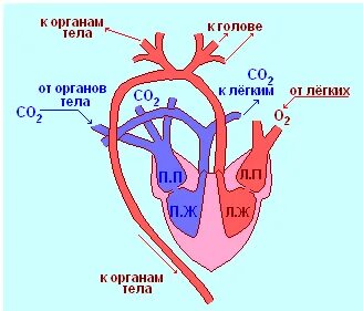 Четырехкамерное сердце теплокровность кожа с сальными железами