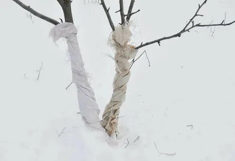Яблони обгрызли