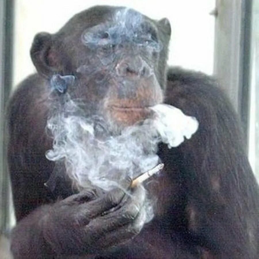 Обезьяна в кипятке. Курящая обезьяна. Обезьяна с сигаретой. Макака с сигаретой. Шимпанзе с сигаретой.