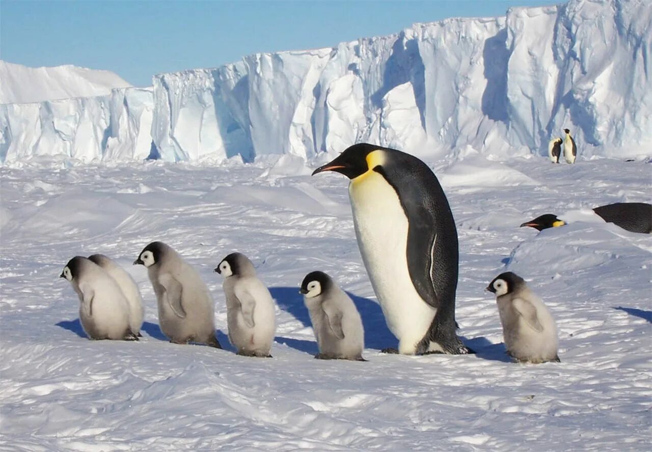 Ушуайя пингвины. Арктика Антарктика Антарктида. Антарктида материк пингвины. Полярный (Арктический и антарктический) климат.