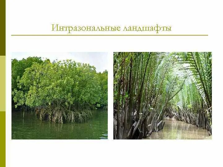 Интразональная растительность