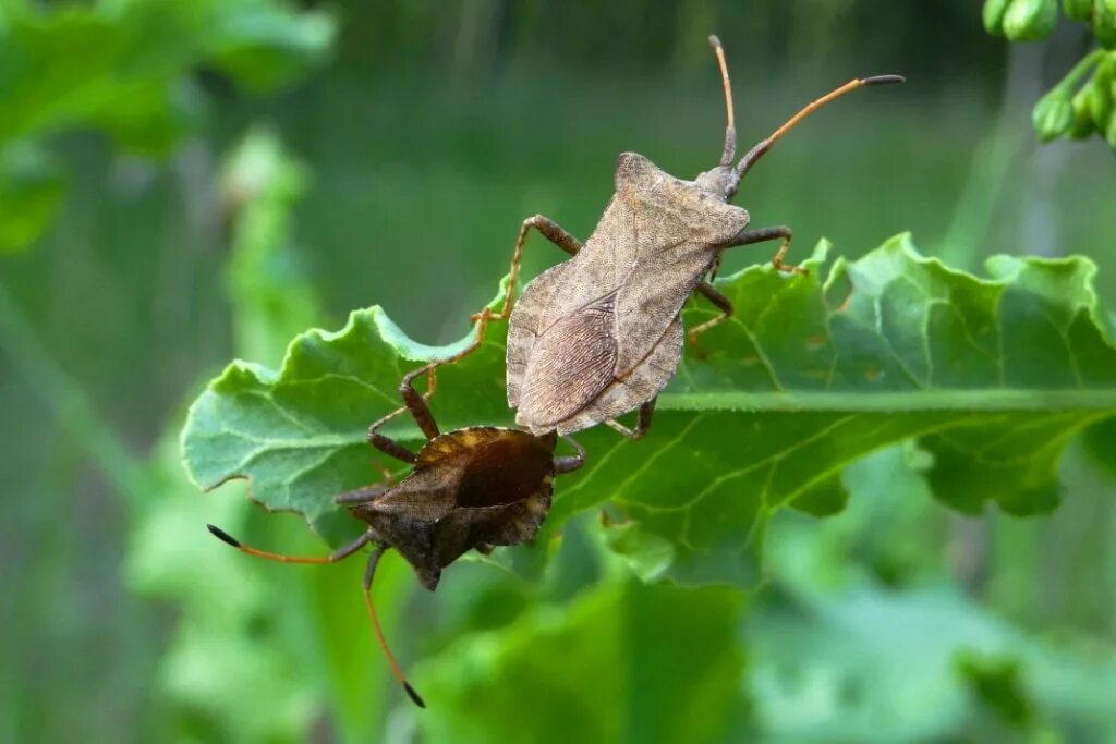 Краевик окаймленный (щавелевый).. Краевик щавелевый - Coreus marginatus. Клоп краевик окаймленный. Клоп краевик щавелевый.