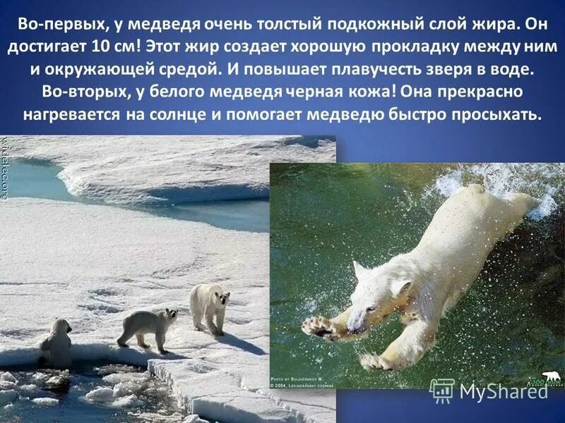 Белый медведь быстро бегает обладает чутким