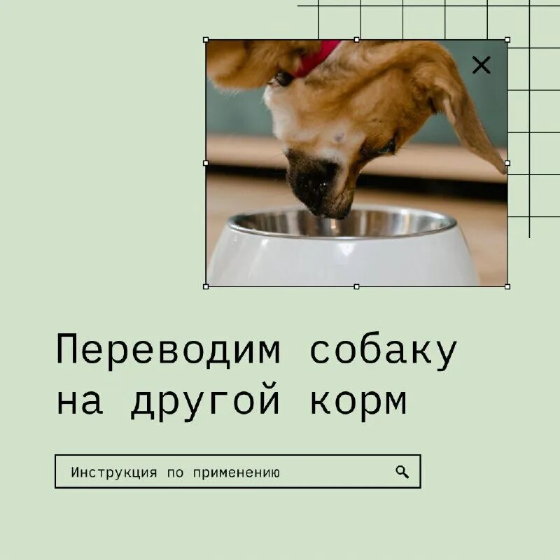 Как перевести собаку с натуралки на корм. Как перевести собаку на сухой корм с натурального питания. Как переводить собаку на корм. Как переводить собаку на корм. Как перевести кошку на новый сухой корм.