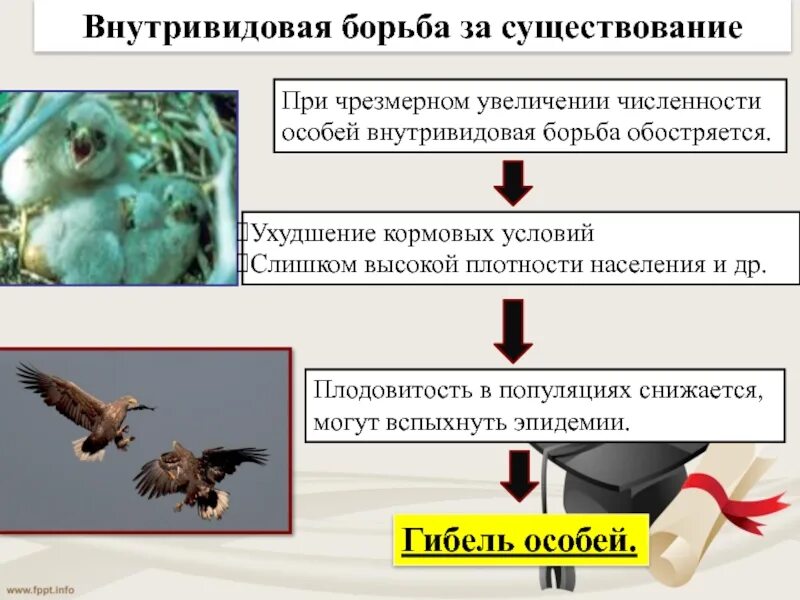 При чрезмерном увеличении численности плотности популяции. Теория Дарвина борьба за существование. Борьба за существование в эволюции. Внутривидовая борьба Дарвин.