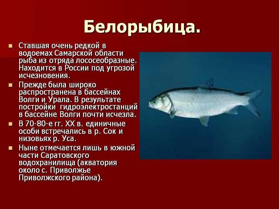 Белорыбица описание. Нельма красная книга. Нельма рыба описание. Нельма Дальневосточная. Рыба нельма описание