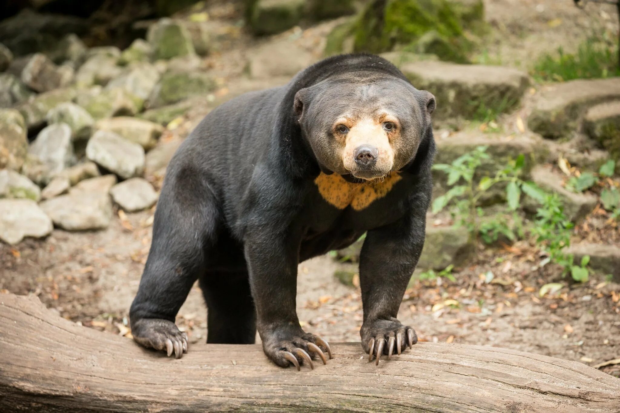 He can t bear. Малайский медведь бируанг. Малайский медведь или бируанг. Малазийский медведь или бируанг. Малайский медведь Helarctos malayanus.